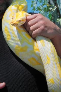 Big python snake on a man shoulder Stock Photos