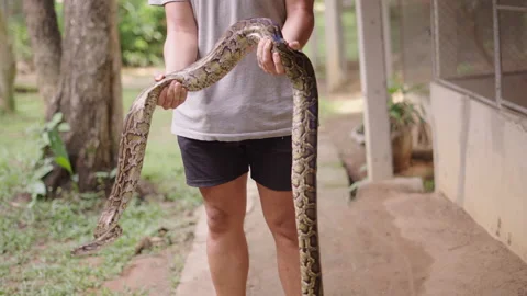 Big python snake in man's hands, no face Stock Footage 209385093