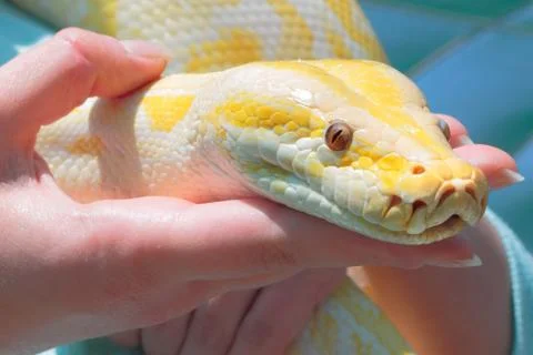 Big python snake in woman hands 写真素材