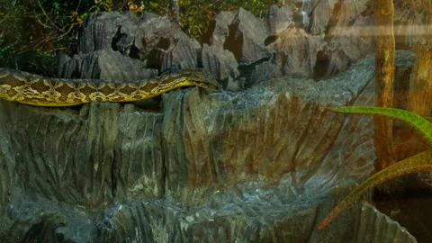 Big python in zoo aquarium Video stock 249220438