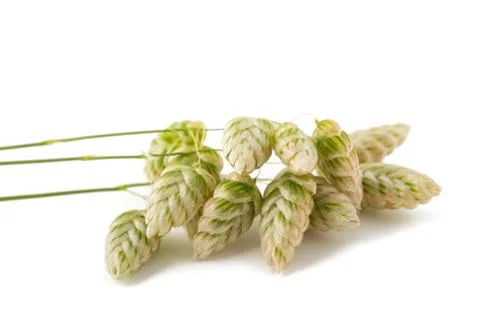 Big quaking grass Stock Photos