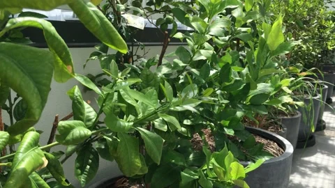 A Big Quantity Of Ripe Lemons On A Lemon Tree Stock Footage 149446684