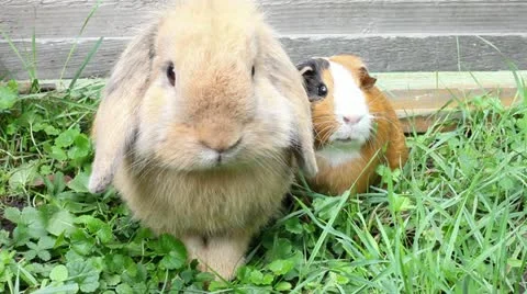 Big rabbit and frightened guinea pig Stock Footage