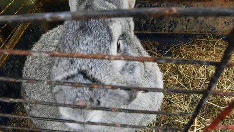 Big rabbit in a cage Video stock 115032991