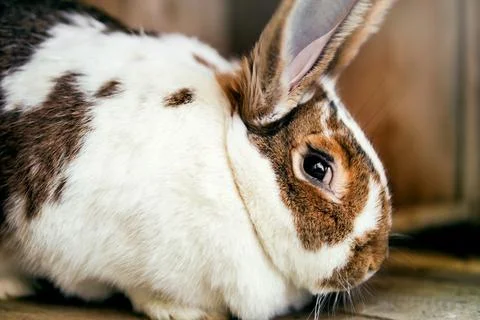 A big rabbit is sitting in a cage. Stock Photos