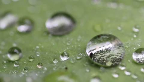 Big rain droplet falling from leaf Stock Footage 8521344