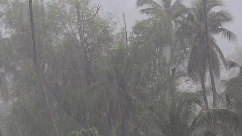 Big rain drops falling on green palm tree leaves in island Koh Phangan, Thailand Stock Footage 82708179