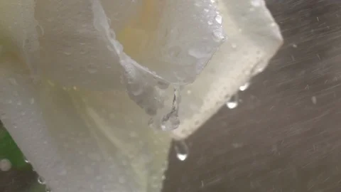 Big rain drops rolling down from petals of pink rose under the rain Vidéo 92589300
