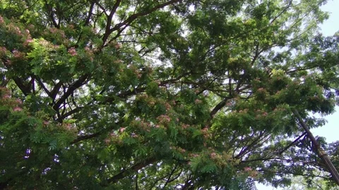 A Big Rain Tree Blooms Its Flowers Stock Footage 208780797