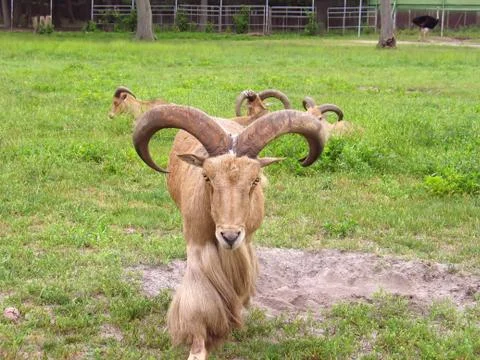 Big Ram Stock Photos