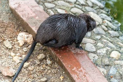 Big rat on the ground Stock Photos