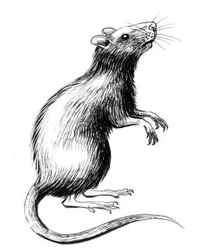 Big rat Illustrazione stock