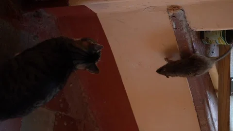 Big rat jumps off windowsill and attacks the cat. Vertical frame, a light blur Stock Footage 129145089