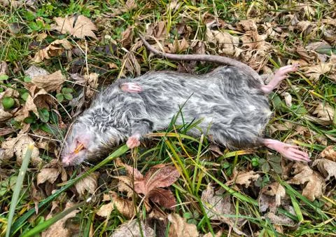 Big rat lying down dead on the grass. Stock Photos