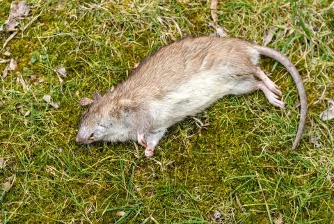 Big rat lying down dead on the grass Stock Photos