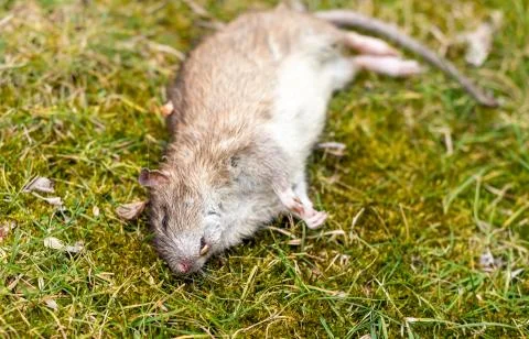 Big rat lying down dead on the grass Stock Photos