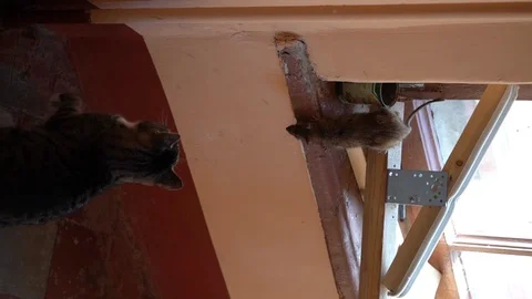 Big rat sodit on windowsill, bottom of cat sitting. Vertical frame, slow motion Stock Footage 129145062