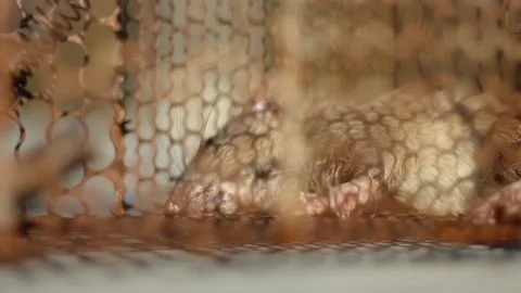 Big rat trapped in an iron cage trap Stock Footage 280948897