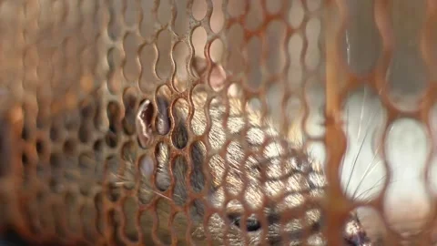 Big rat trapped in iron cage trap Stock Footage 280948898