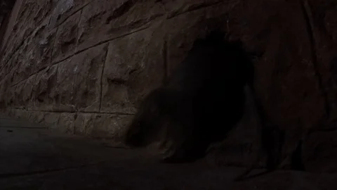 Big rats crawl out of downpipe in wall night Stock Footage 99932831