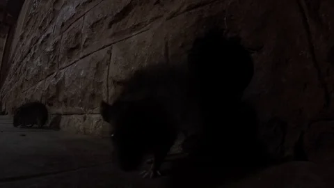 Big rats crawl out of downpipe in wall smell camera night 스톡 동영상 99933029