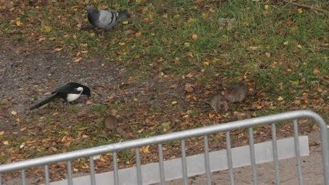 Big Rats Feasting on Bread Next to Birds, City Problem, High Angle View Stock Footage 230162170