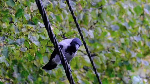The Big Raven sits on the wires and flies away Video stock 162371753