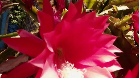Big red and pink cactus flower close up Stock Footage 46570765