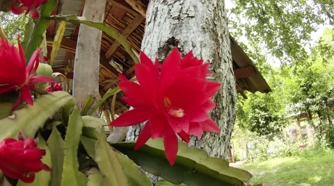 Big red and pink cactus flower close-up on a background of a tree trunk Stock Footage 46570787