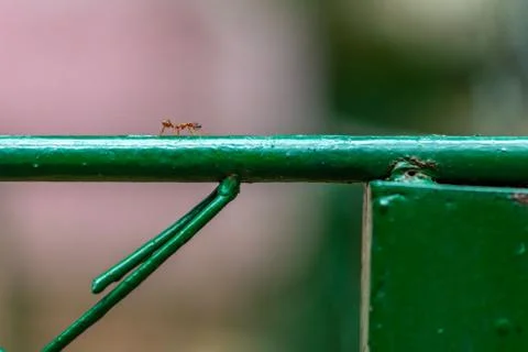 Big red ant kill the smaller black ant and bring it to eat 스톡 사진