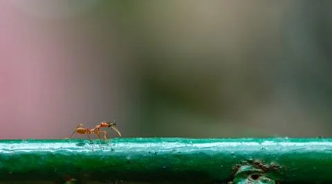 Big red ant kill the smaller black ant and bring it to eat 스톡 사진