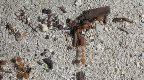 Big red ants run on sand Stock Footage 39019139