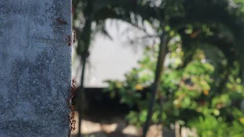 Big red ants running on the wall Stock Footage 168341728