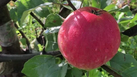 Big red apple on a branch, dew drops Stock Footage 292116349