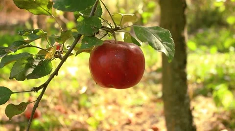 Big red apple Video stock 55239841