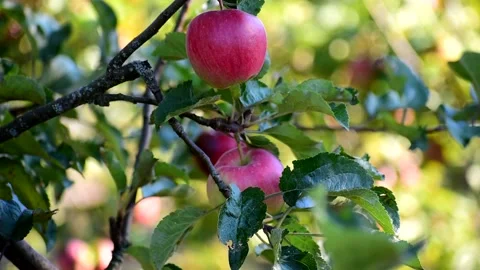 Big red apples on a tree. Stock Footage 139603260