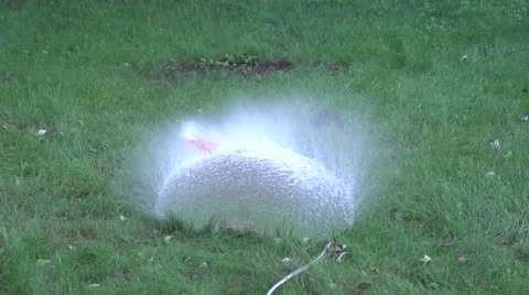 Big Red Balloon Full of Water Explodes Stock-Footage 26250896