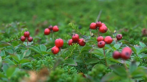 Big red berries sway in the wind Stock Footage 99515176
