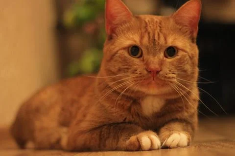A big red cat boy, lying on a wooden floor. A cat that rests at home. Big long Stock Photos