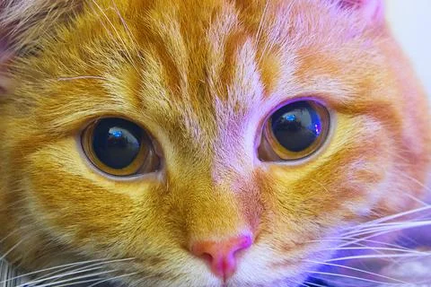 Big red cat close-up. The muzzle of a cat with large eyes and a long whiskers. Stock Photos