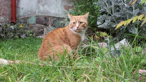 Big red cat eats grass Stock Footage 213969680