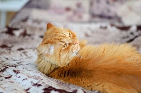 A big red cat is lying on the couch. He looks calmly over his shoulder. Lazy Stock Photos