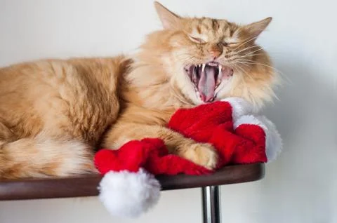 Big red cat lying Stock Photos