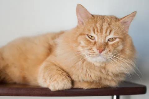 Big red cat Stock Photos