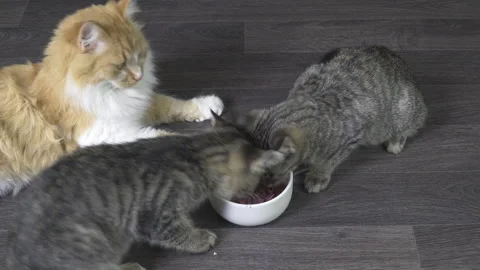 A big red cat watches two gray tabby kittens eat	 Stock Footage 220535123