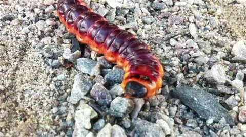 Big red caterpillar of goat moth Stock Footage 11895533