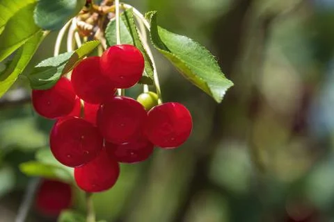 Big red cherry on the tree branch. Stock Photos