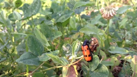 Big Red Crimean Bug Mylabris quadripunctata creeps in green clover close up 4 Stock Footage 119307300
