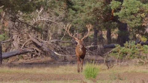 Big red deer stag emurging from the forest at sunset 動画素材 218231306