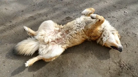 Big red dog basking in the sun belly up. Stock Footage 83823206
